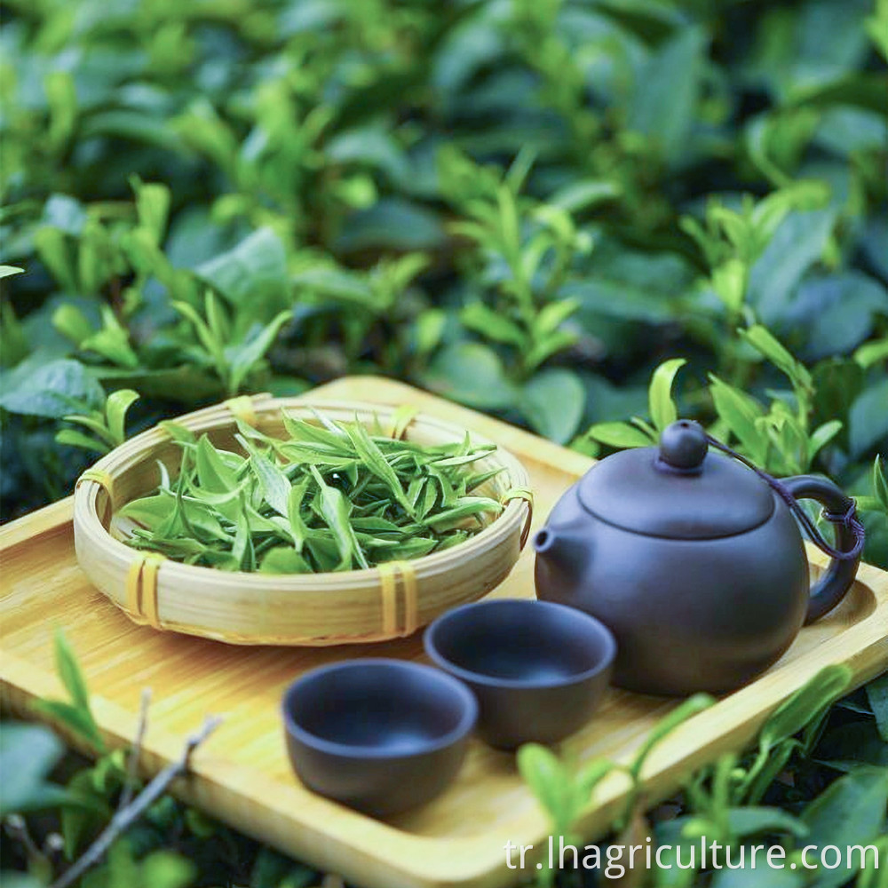 Yeşil Çay Dikim Yönetimi Green Tea Planting Management